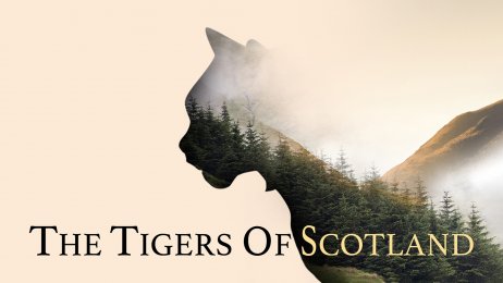 The Tiger of Scotland